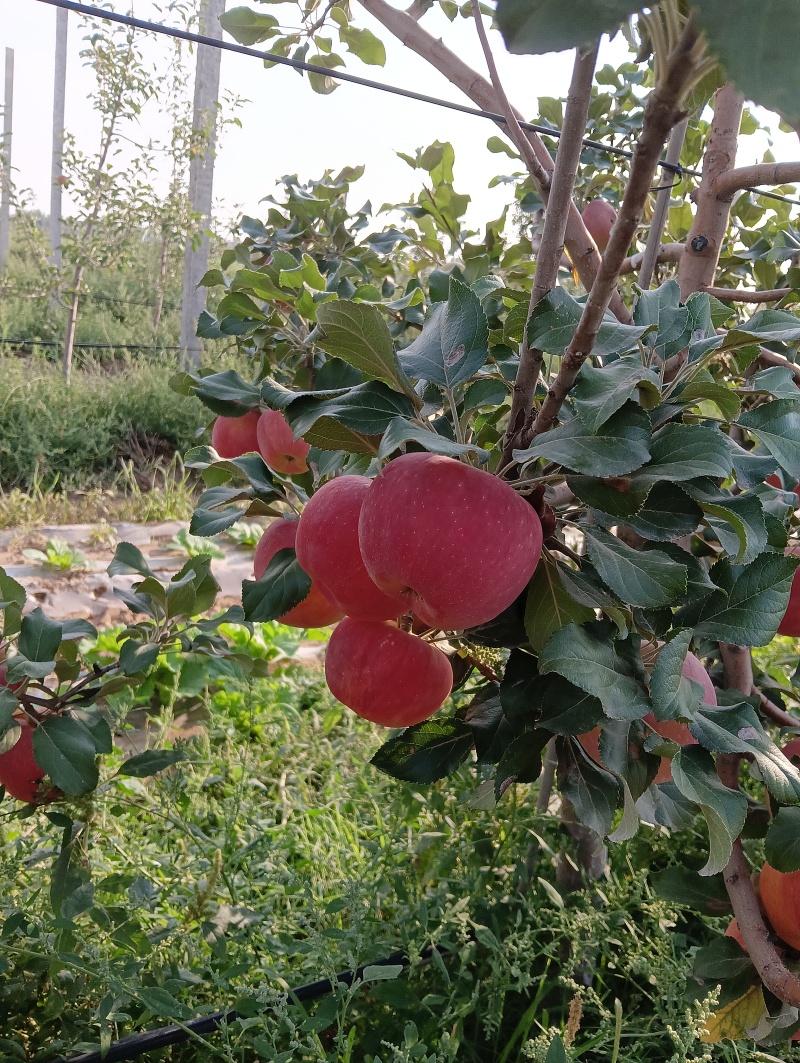 宁夏优质苹果红富士苹果大量上市，量大价优欢迎咨询