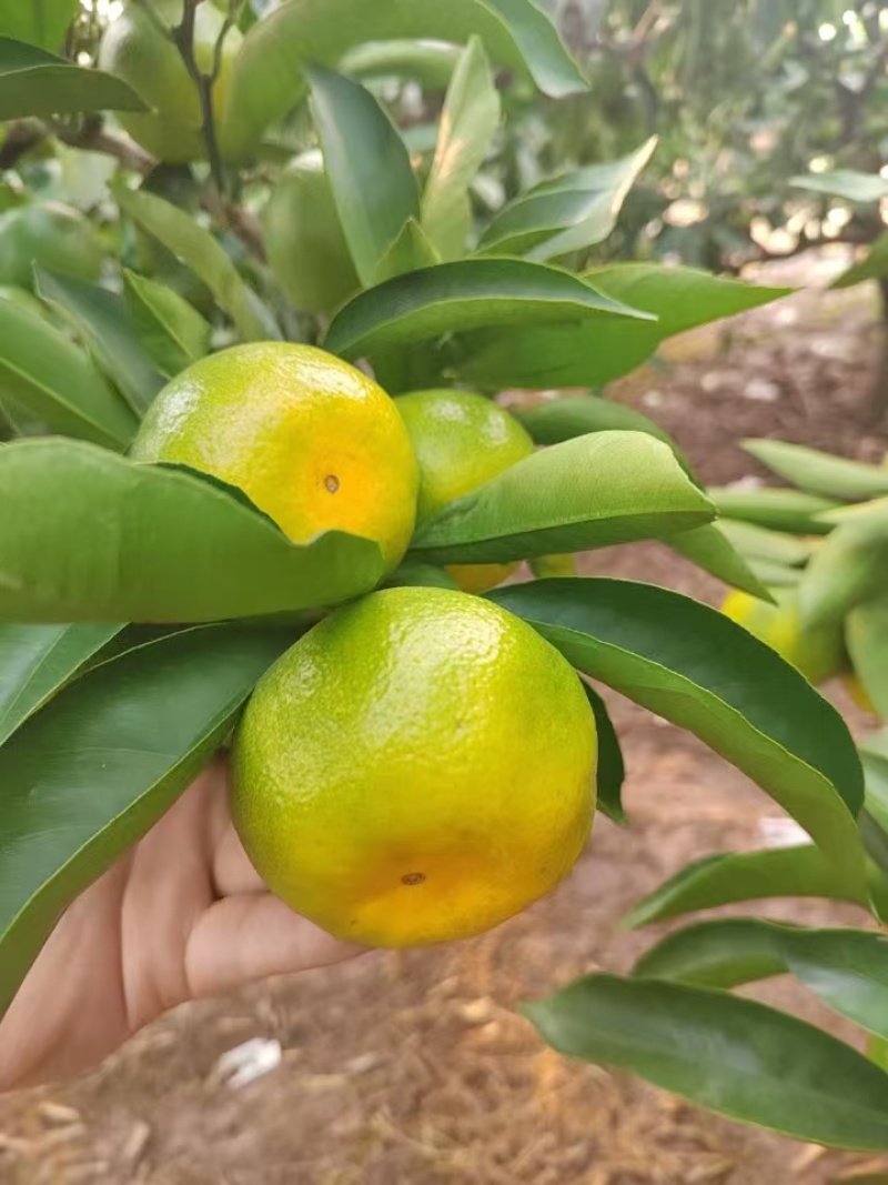 特早蜜橘上市啦。味道甜，个头大，颜色巴适，