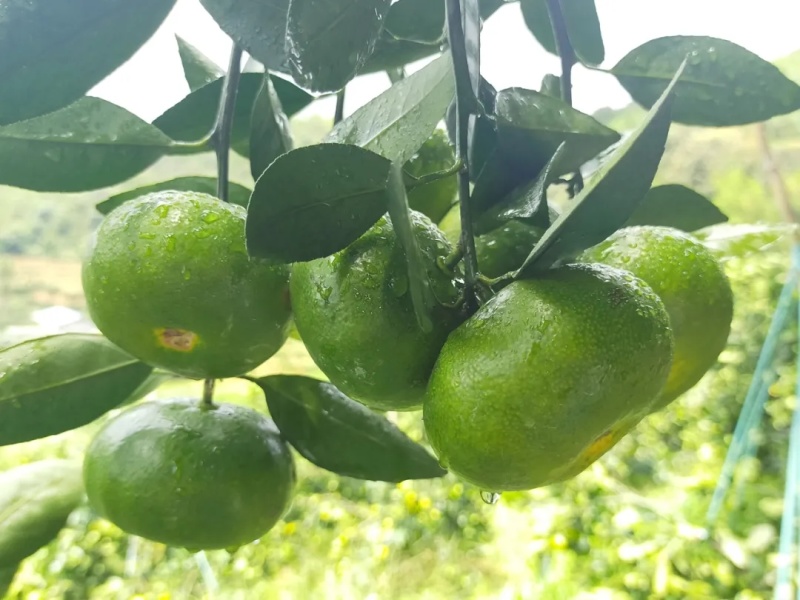 特早蜜橘上市啦。味道甜，个头大，颜色巴适，