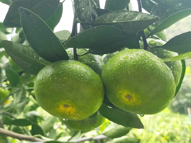 特早蜜橘上市啦。味道甜，个头大，颜色巴适，