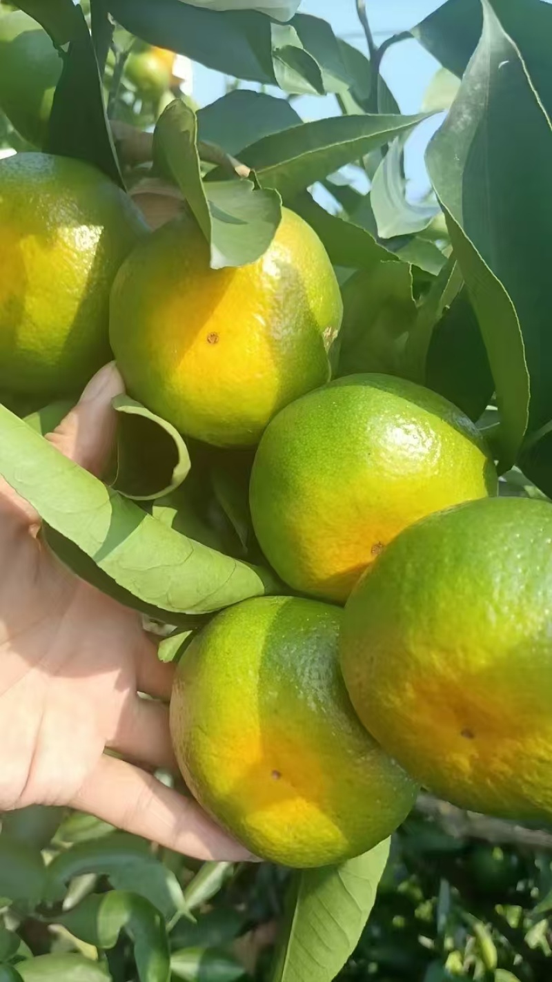 特早蜜橘上市啦。味道甜，个头大，颜色巴适，