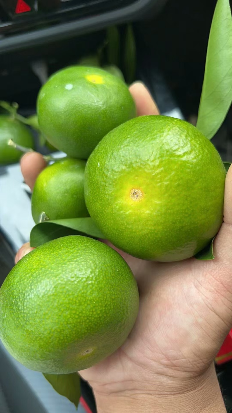特早蜜橘上市啦。味道甜，个头大，颜色巴适，