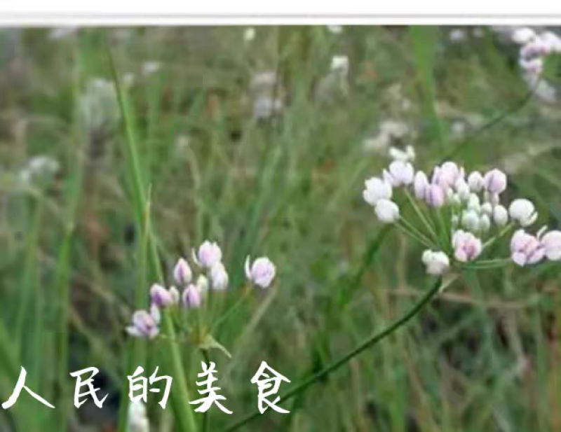 内蒙特产野生扎蒙花