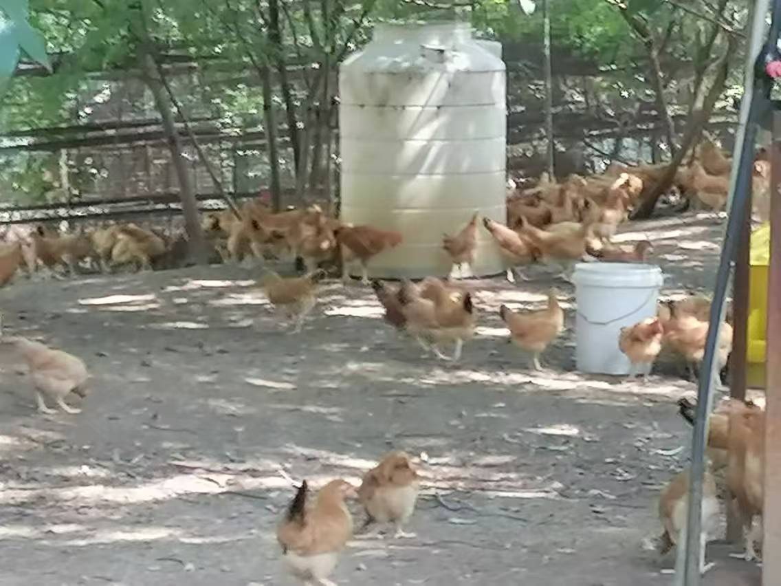 一只鸡在刚刚喷洒过农药的田地边缘觅食 家禽在田间活动