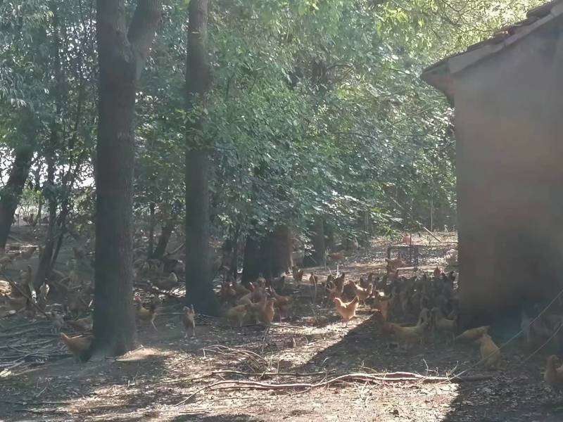 江汉平原土鸡散养场，长期供应土鸡