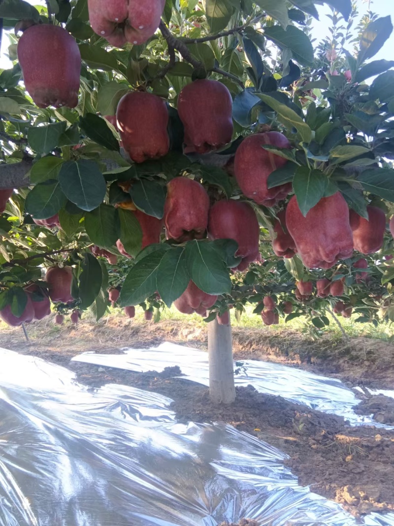 高山花牛