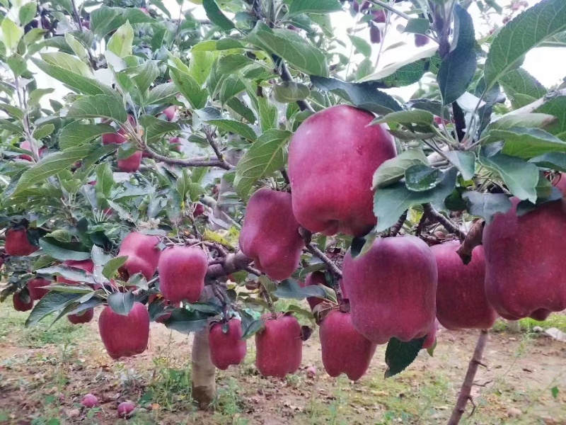 高山花牛