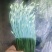 精品韭苔
