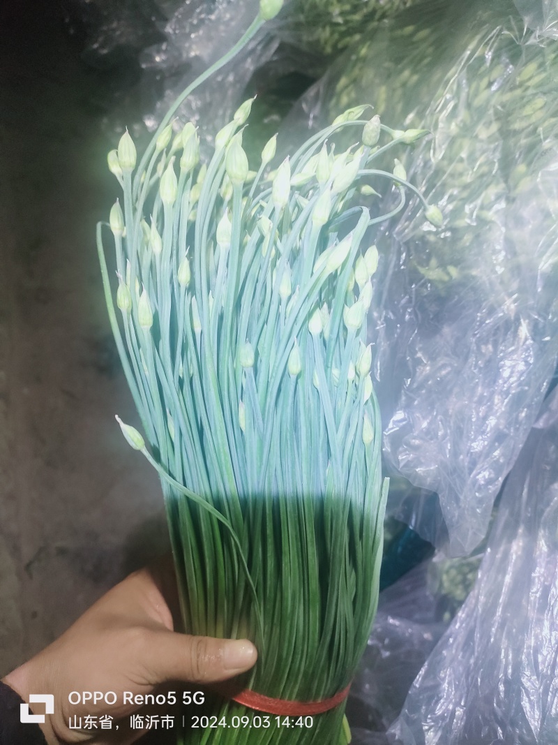 精品韭苔
