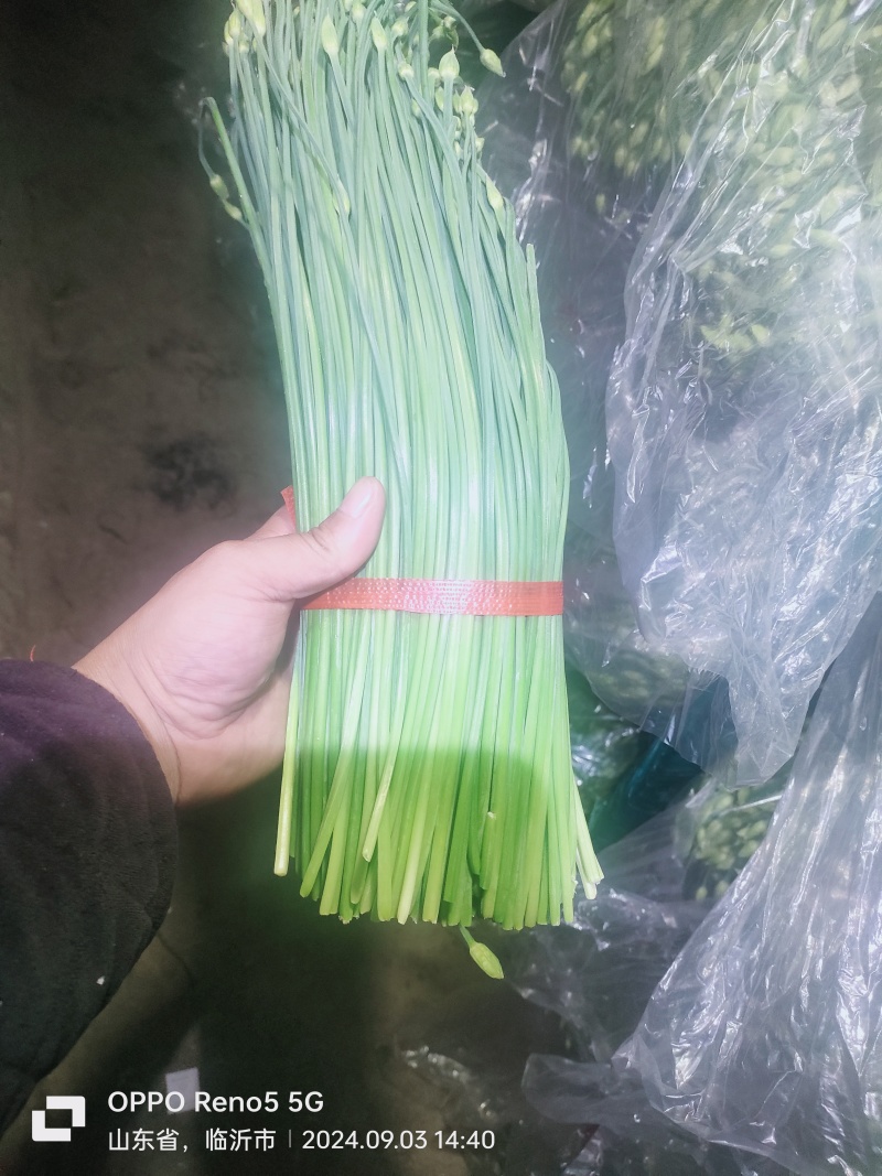 精品韭苔