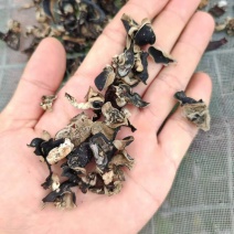 木耳块制药厂木耳小木耳加重干木耳原料木耳优质木耳单片木耳