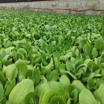 辽宁油菜/上海青/唐菜产地直发可视频看货/量大从优