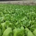 辽宁油菜/上海青/唐菜产地直发可视频看货/量大从优