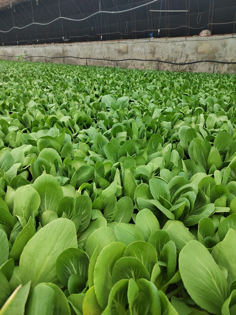 辽宁油菜/上海青/唐菜产地直发可视频看货/量大从优