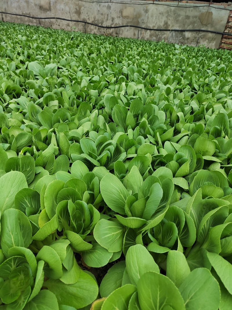 辽宁油菜/上海青/唐菜产地直发可视频看货/量大从优