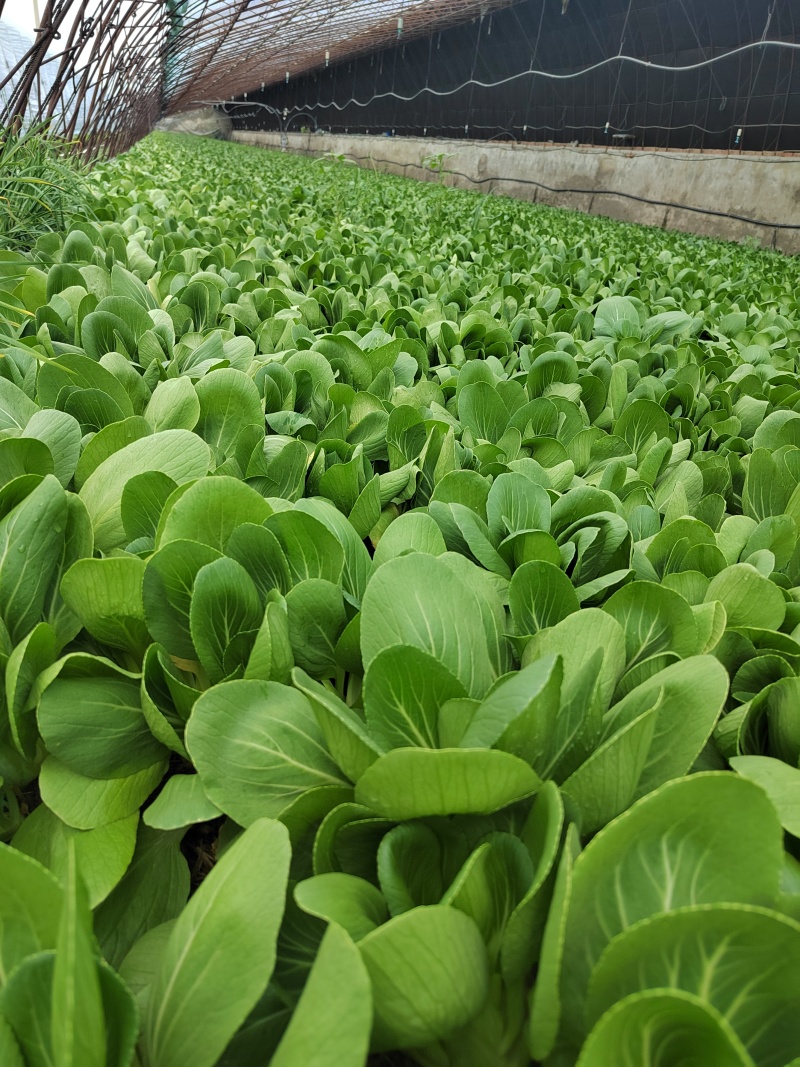 辽宁油菜/上海青/唐菜产地直发可视频看货/量大从优