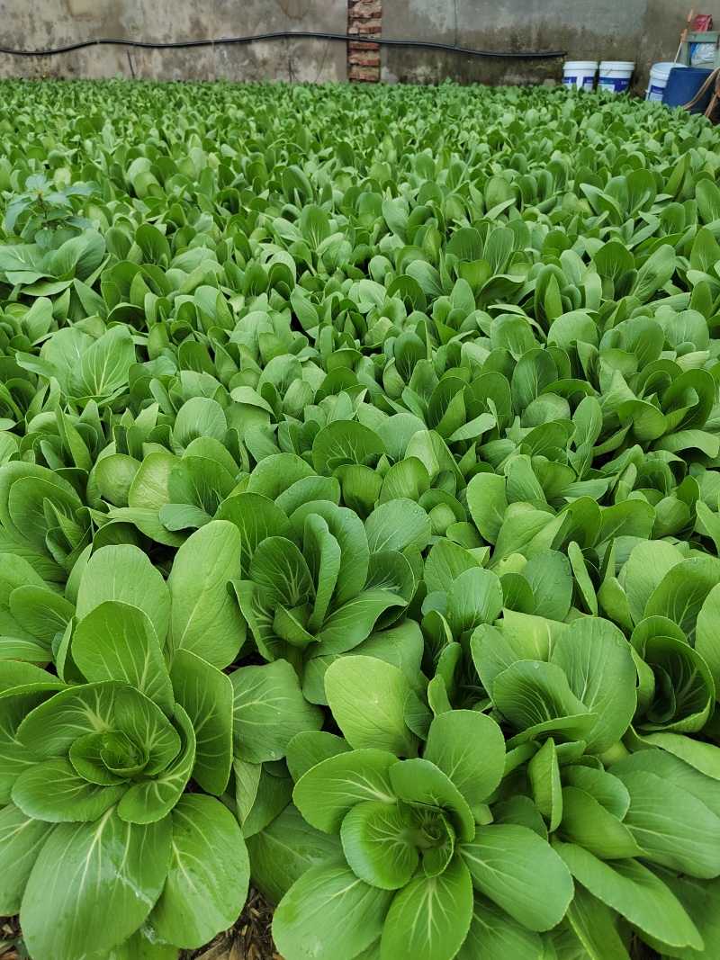 辽宁油菜/上海青/唐菜产地直发可视频看货/量大从优