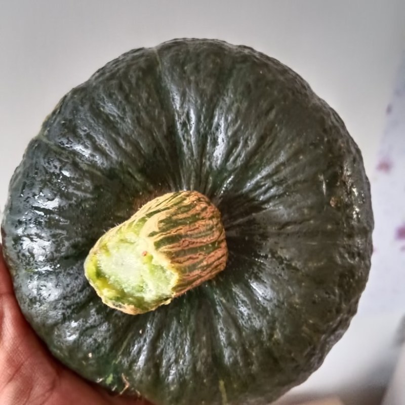 贝贝南瓜