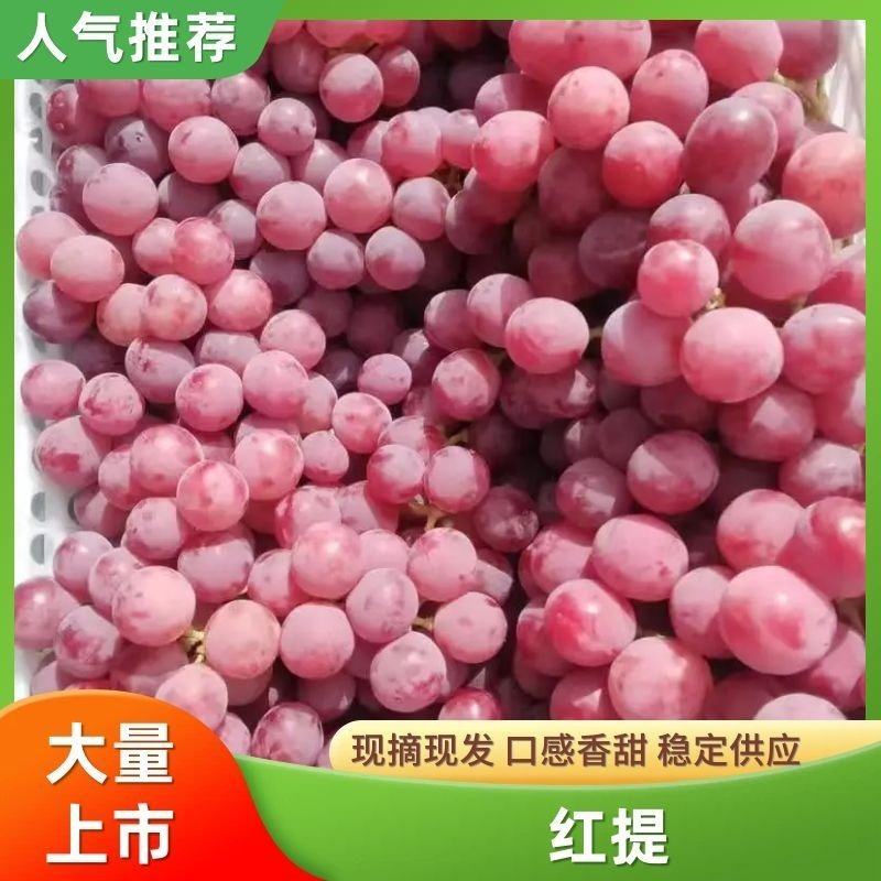 陕西省渭南市精品红提，产地直发，保质保量，货发全国