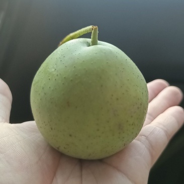 绿皮山楂果