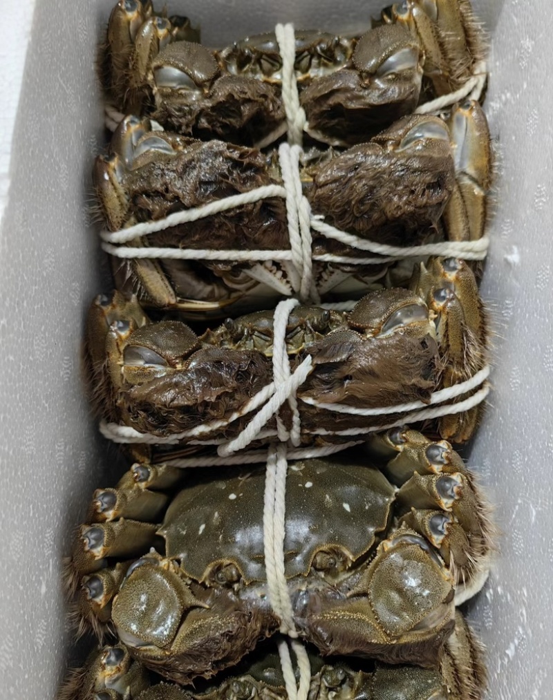 湖北大闸蟹批发一手货源可供酒店餐饮商超全国发货