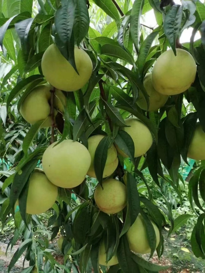 青脆桃