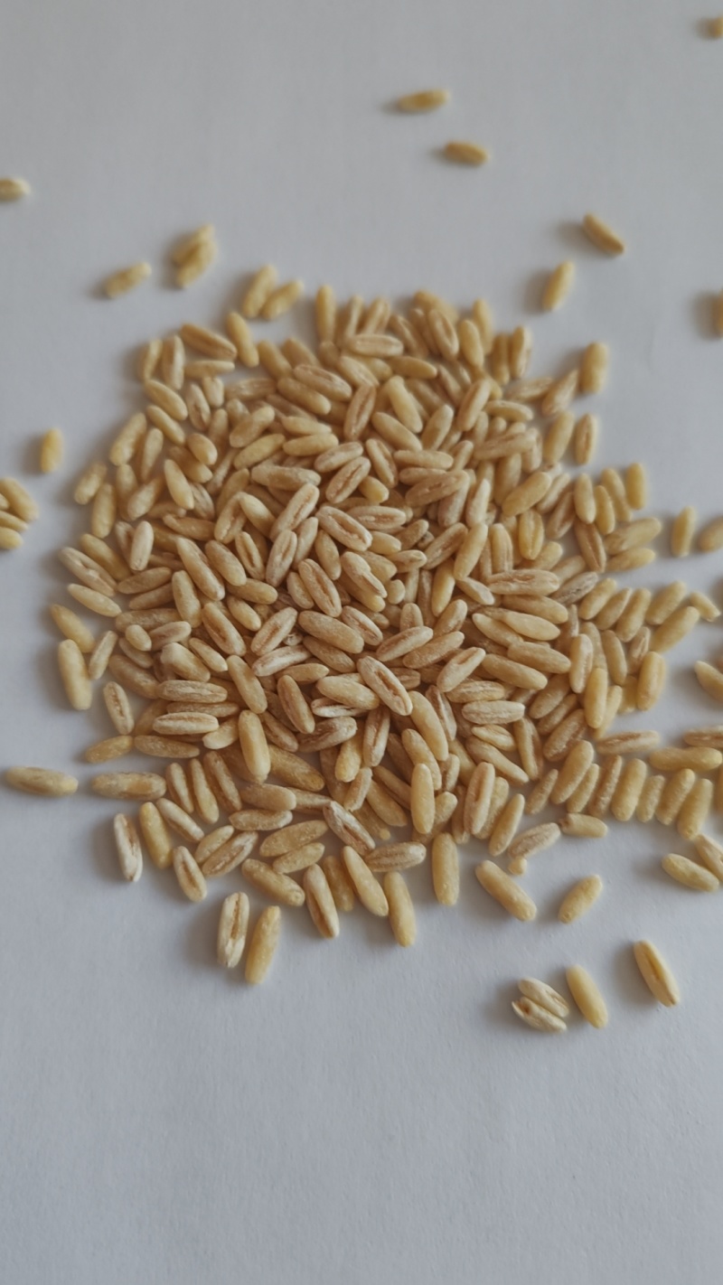 常年供应爆珠专用燕麦米（精选小粒/精选大粒坝攸/通货）
