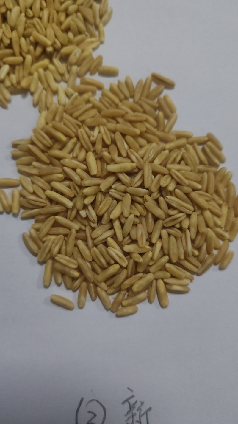 常年供应爆珠专用燕麦米（精选小粒/精选大粒坝攸/通货）