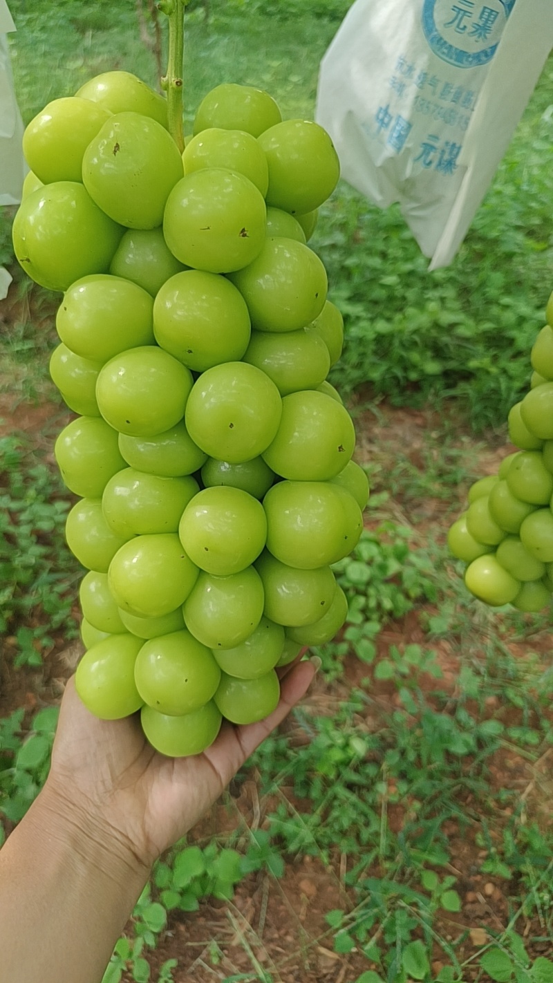 阳光玫瑰