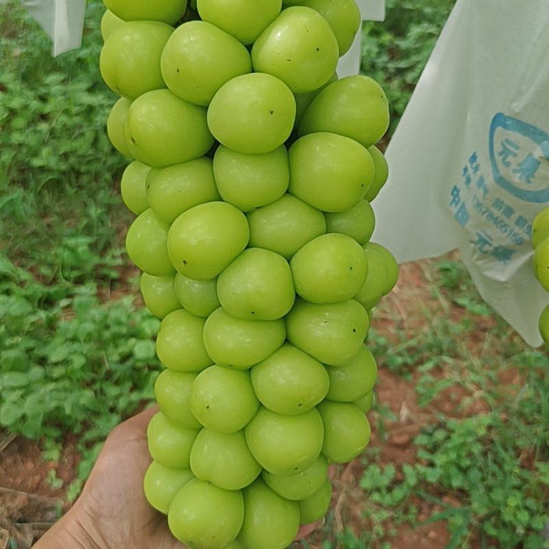 阳光玫瑰