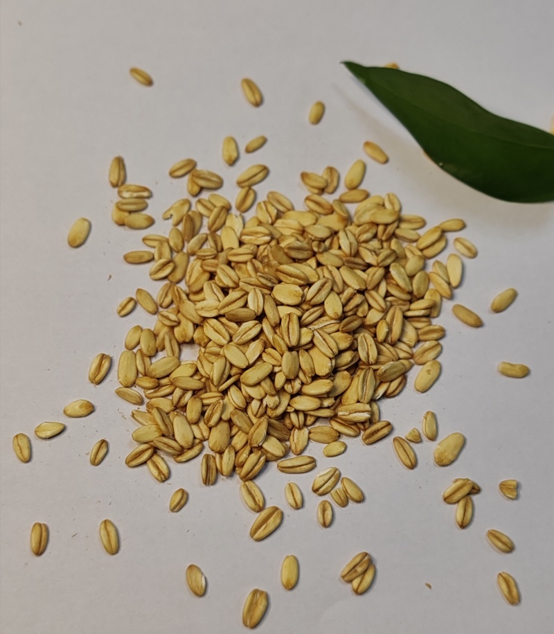 常年供应乳品，饮料果酱专用燕麦片