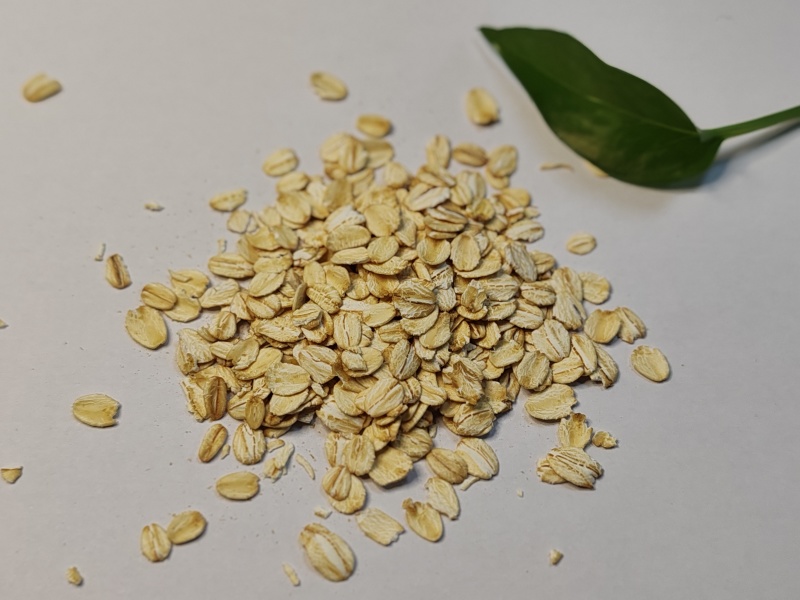 常年供应乳品，饮料果酱专用燕麦片