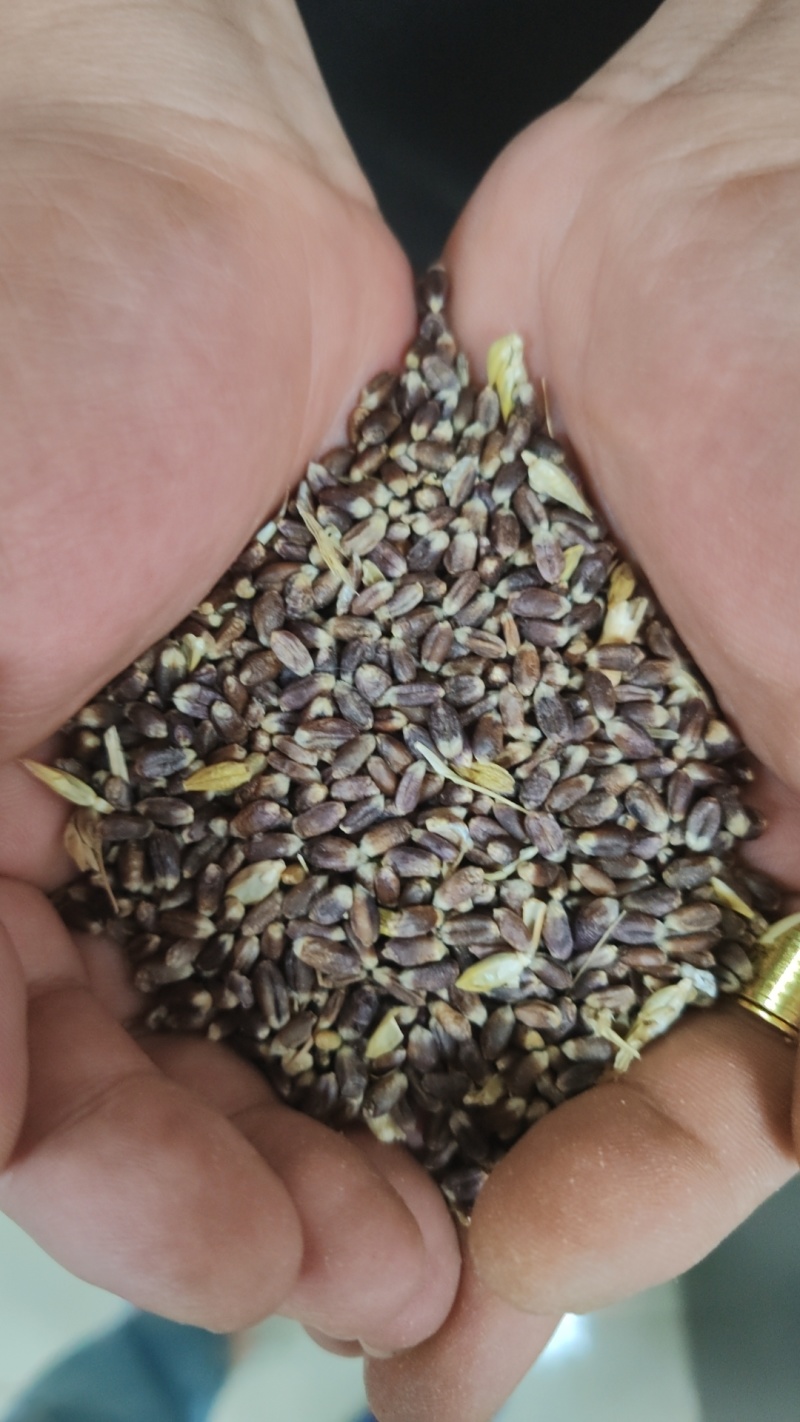 【推荐】常年供应有机黑小麦片量大从优