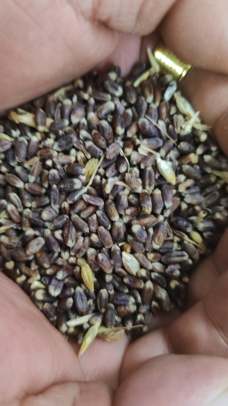 【推荐】常年供应有机黑小麦片量大从优