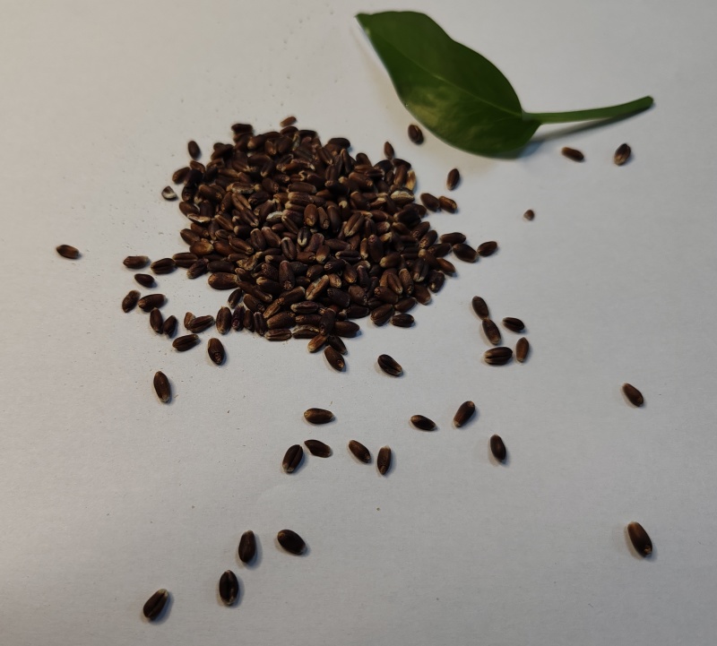 【推荐】常年供应有机黑小麦片量大从优