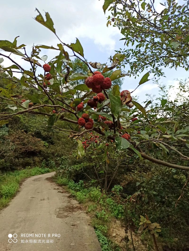 河南大别山柘木出售各种标准