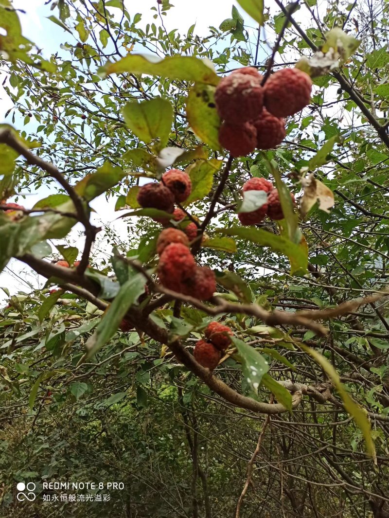 河南大别山柘木出售各种标准