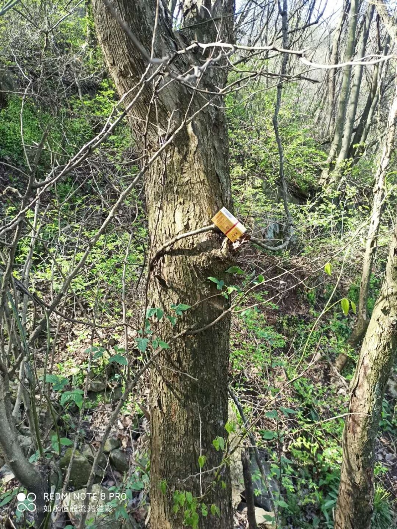 河南大别山柘木出售各种标准