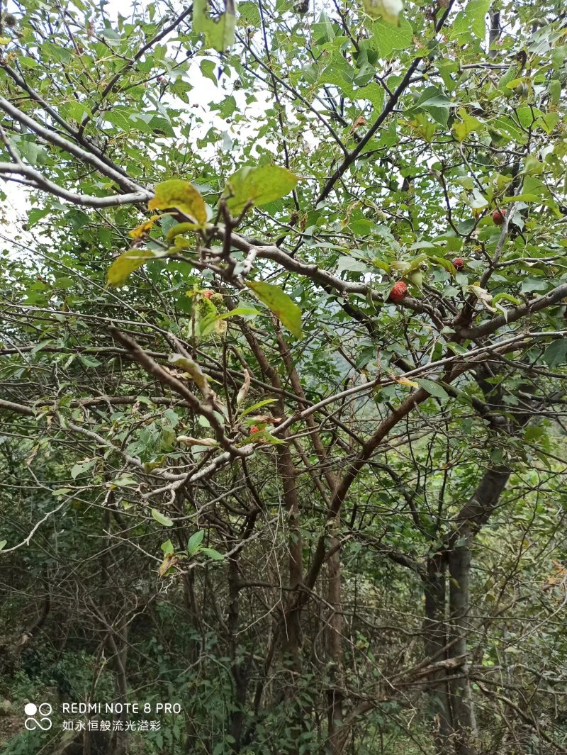 河南大别山柘木出售各种标准