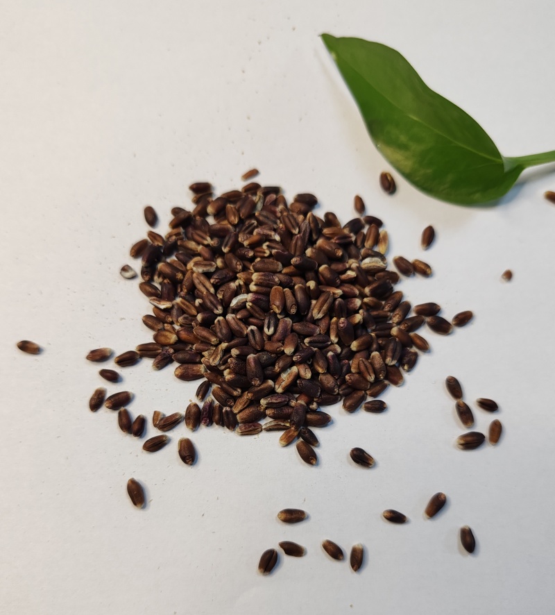 【推荐】常年供应有机黑小麦片量大从优