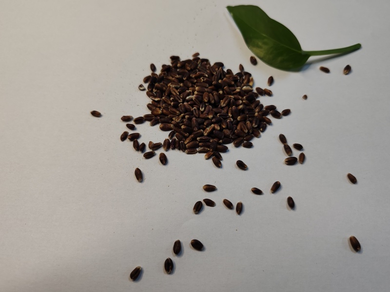 【推荐】常年供应有机黑小麦片量大从优
