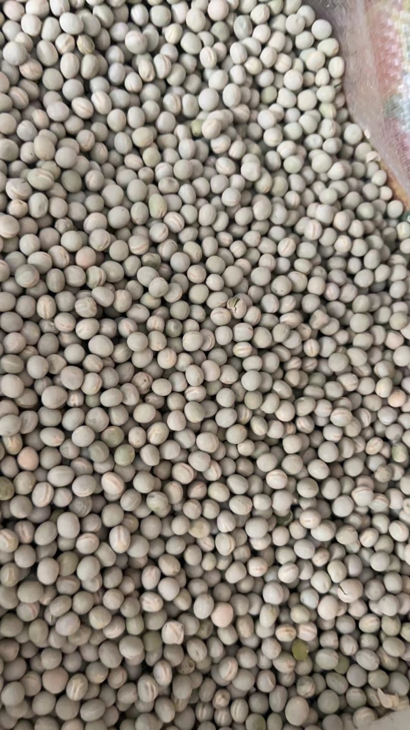 大量供应豌豆