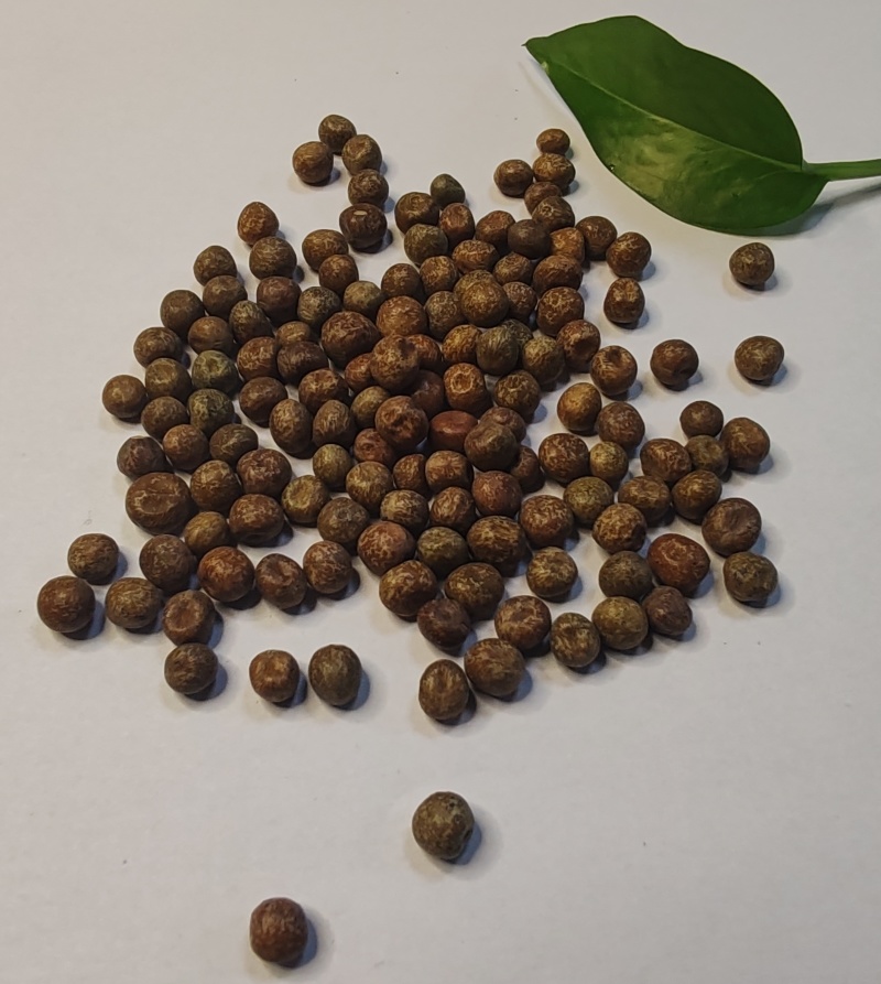 大量供应豌豆