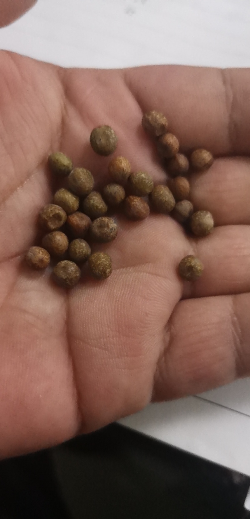 大量供应豌豆