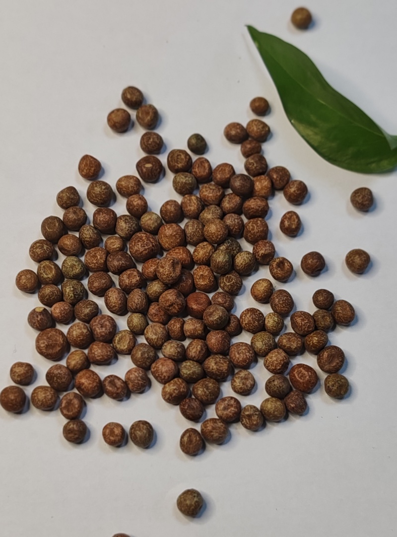 大量供应豌豆