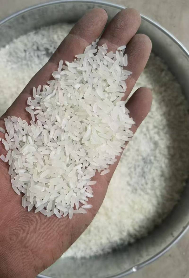 优质本年稻谷可大量持续供应质量保证量大优惠欢迎来电