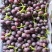 (推荐)万亩基地，颜色黑，口感纯甜无酸口，欢迎来电咨询