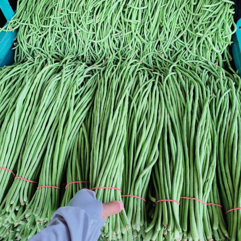 河南滑县长豆角大量上市，产地一手货源，实力代办