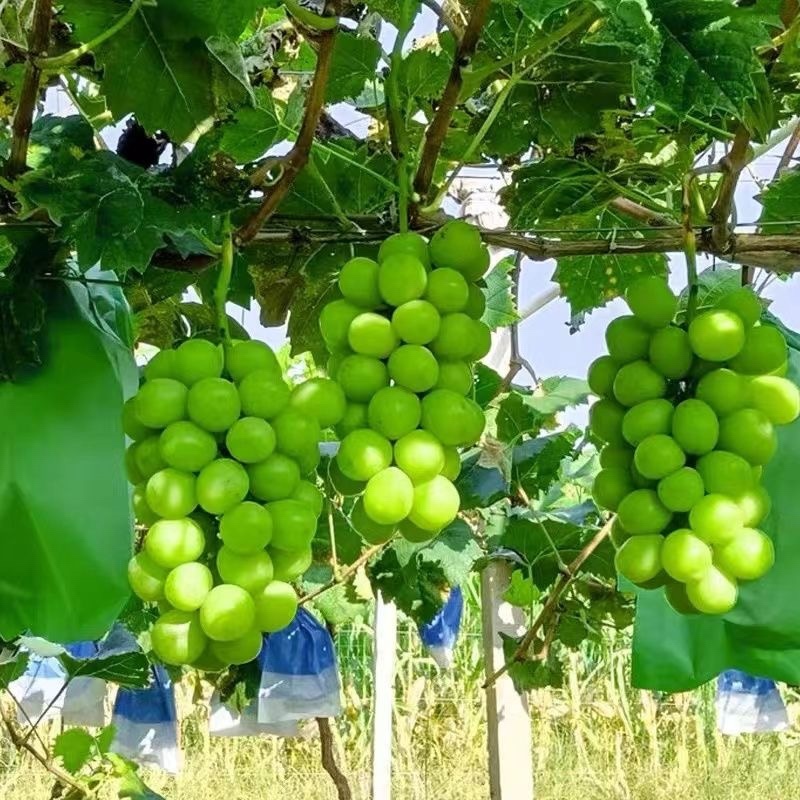 优质阳光玫瑰大量上市质量好，价格低，含糖量高，代发全国