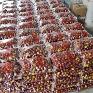 中国名枣，稷山板枣